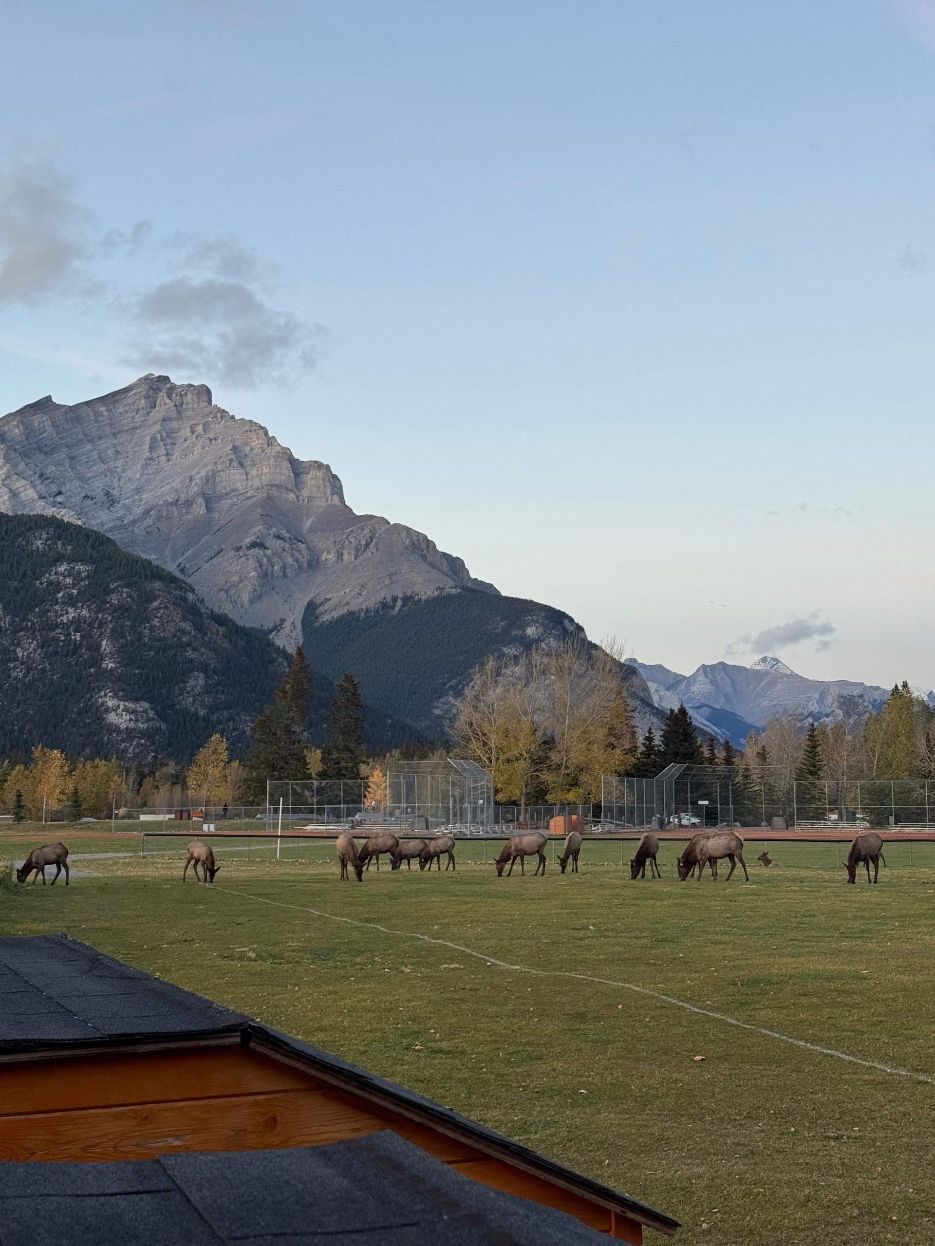Horses grazing in a green field with snow-capped mountains in the background under a clear sky